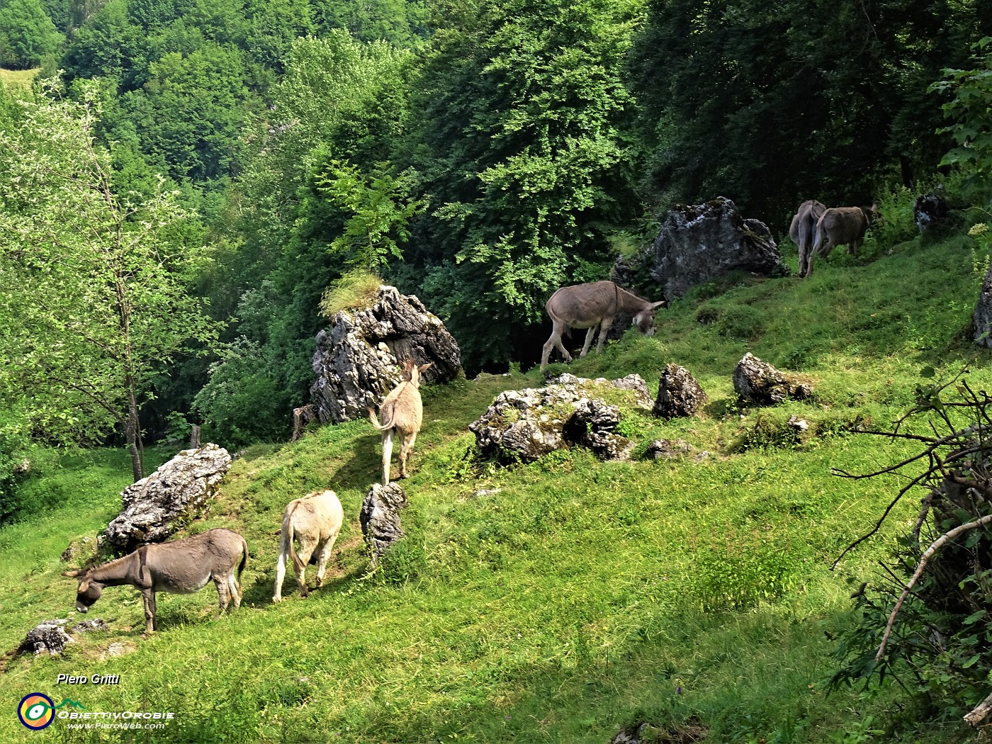 39 Gli asinelli al pascolo in ombra al fresco.JPG